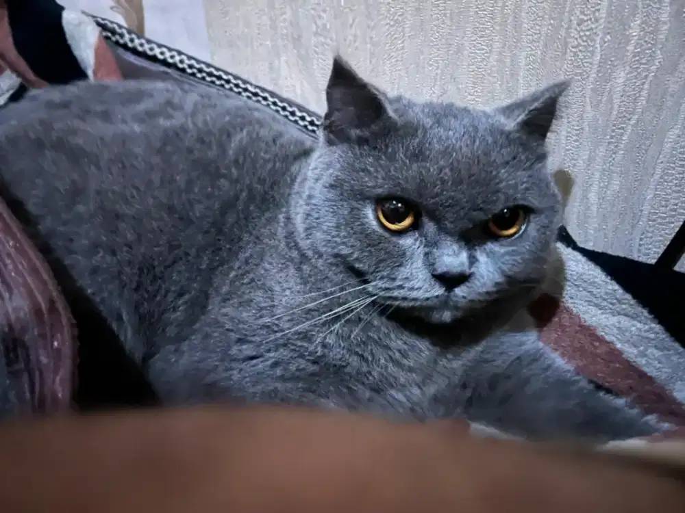 BSH Blue Female British Short Hair PED TICA