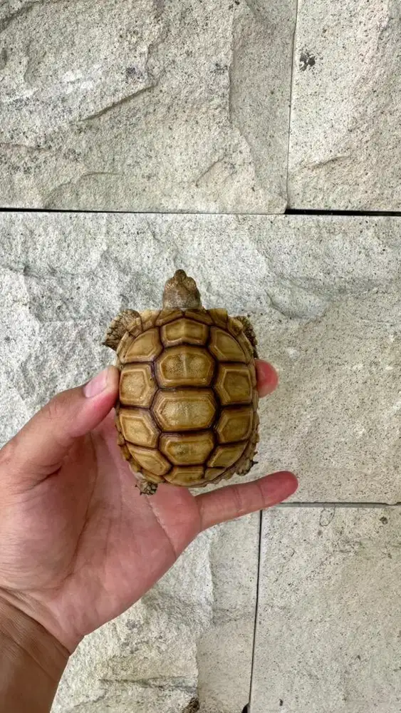 Sulcata Thinline Overscute