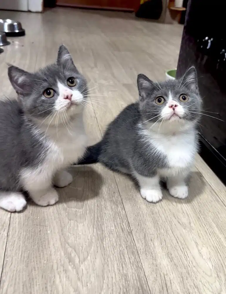 Munchkin BSH British short hair