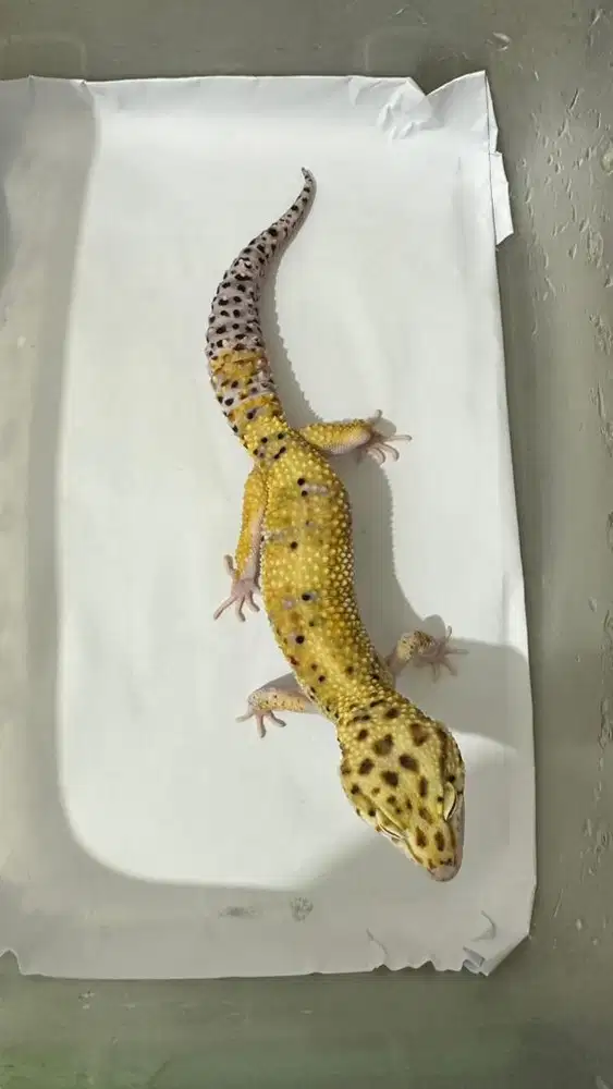 Gecko Dewasa Istimewa