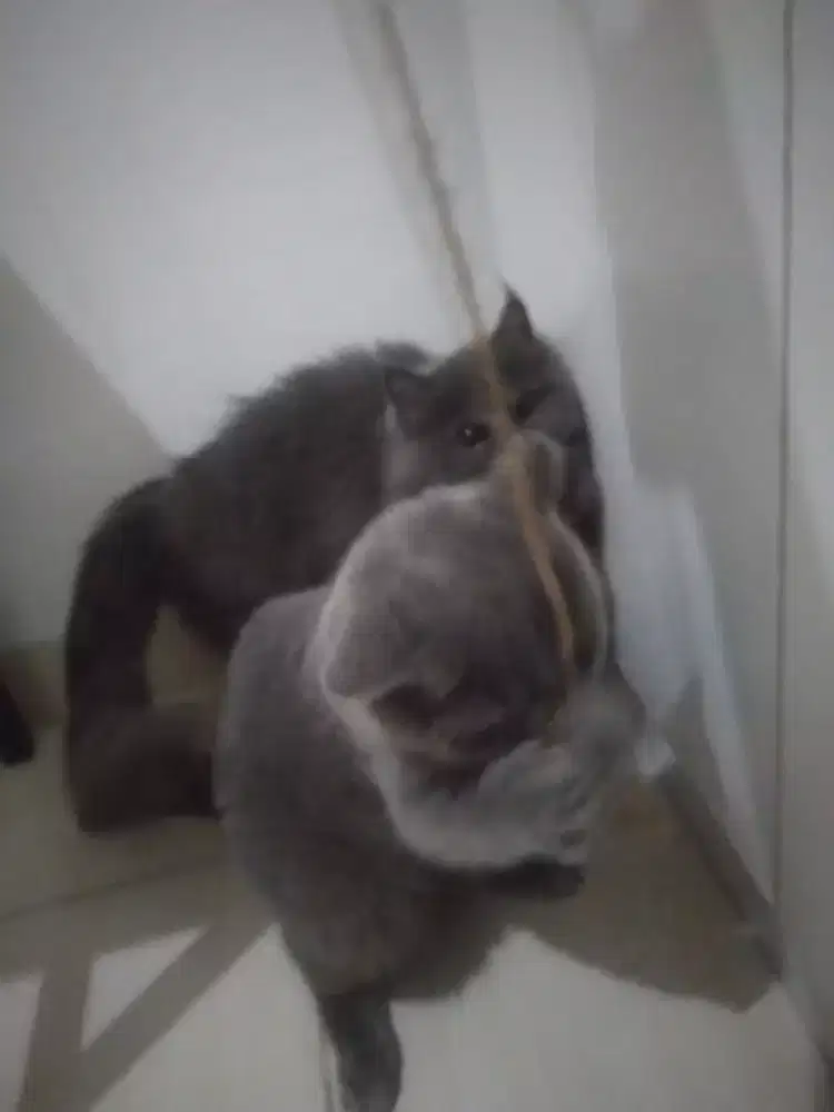 Jual kucing BSH jantan dn persia betina