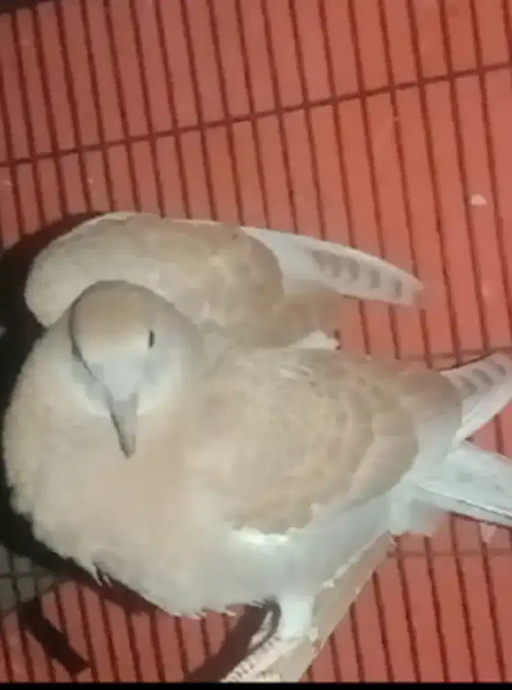 (Dederuk) Jantan Silangan merpati x puter pelung