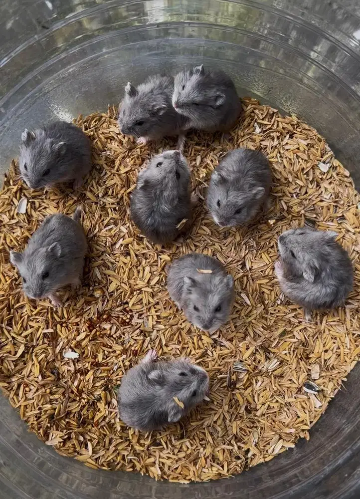 Hamster Blue Campbel