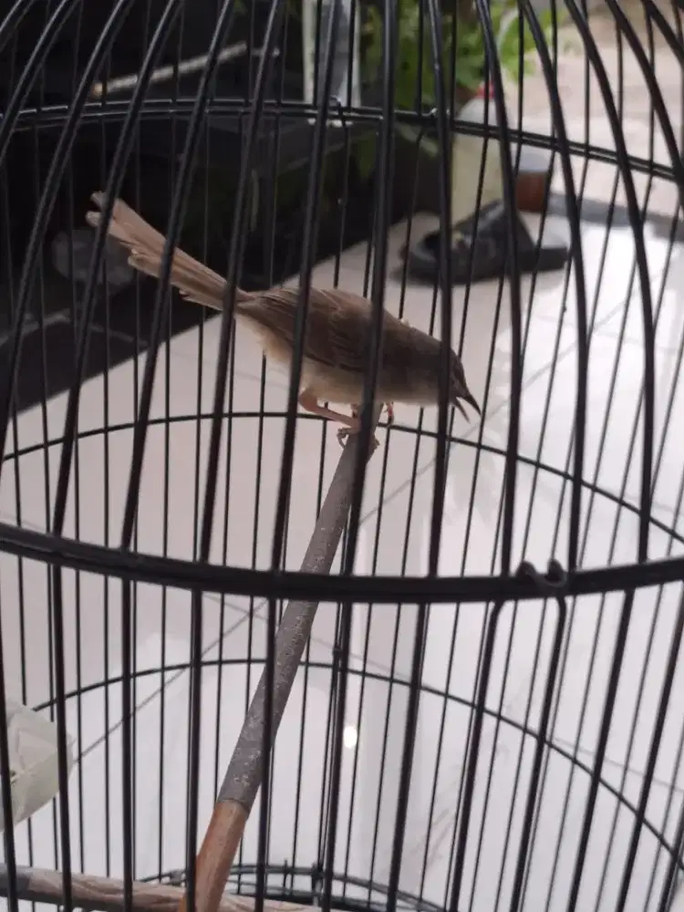 Jual burung ciblek gunung cigun