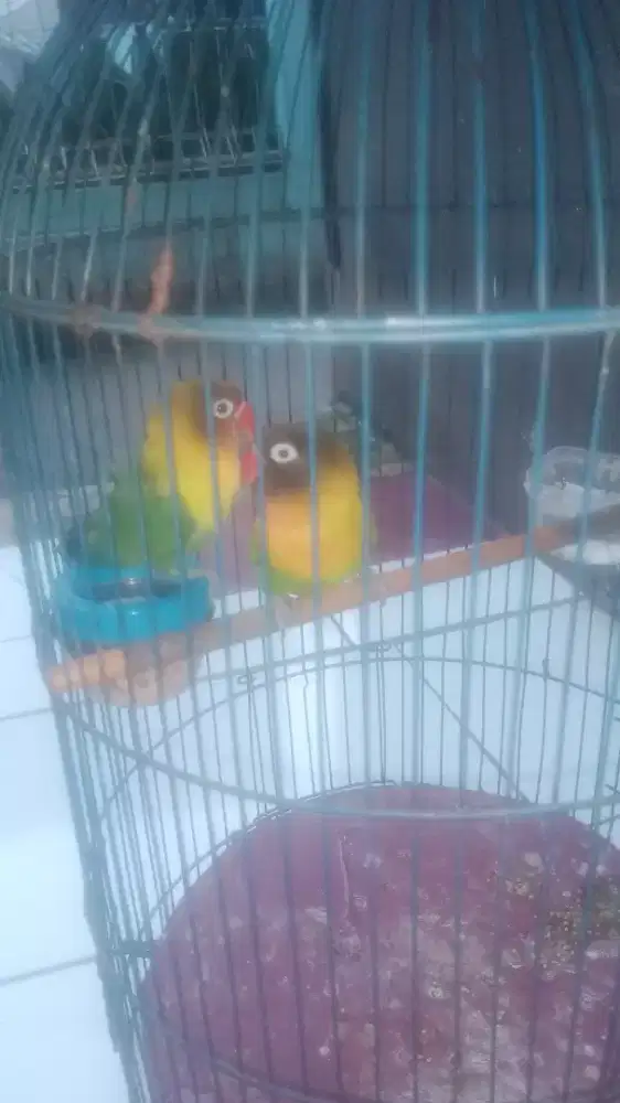 Jual Lovebird Sepasang
