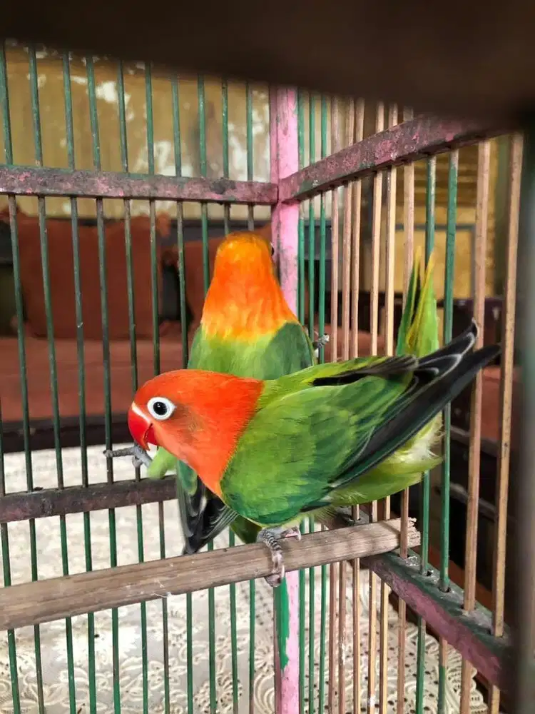 Lovebird Anakan