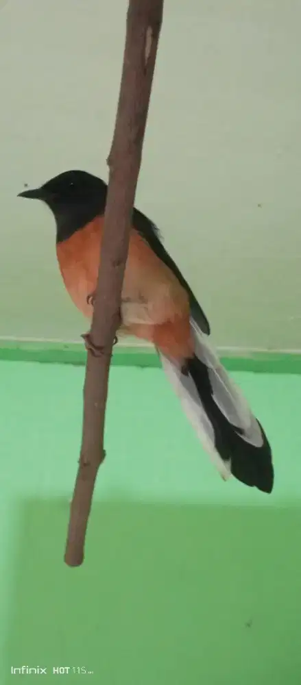 Mura betina gacor produksi 1x