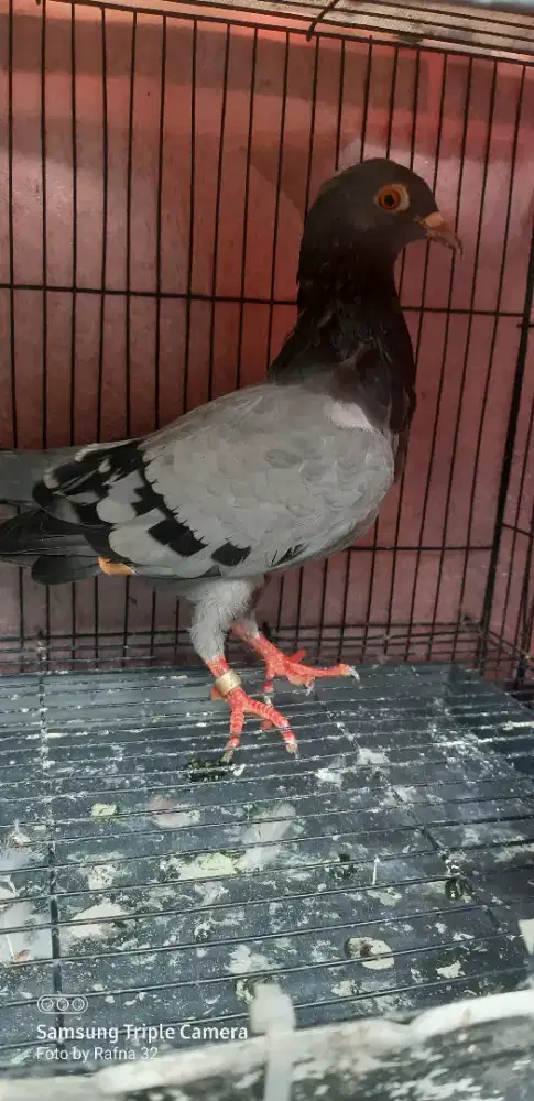 Burung dara / merpati cewean