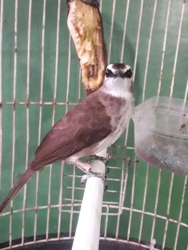 Trucukan jantan Gacor di bogor