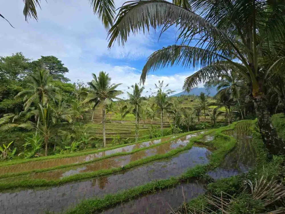 dijual murah tanah kebun view sawah dan gunung