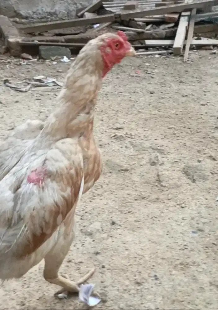 Di jual indukan pluker silangan pakoy