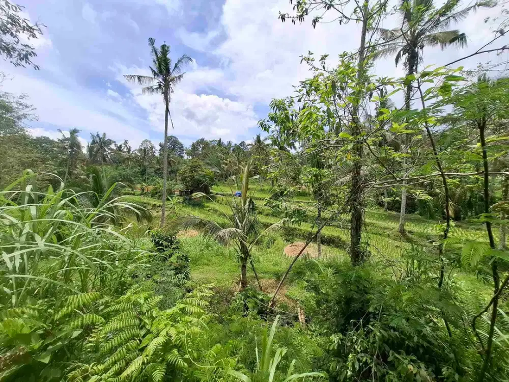 tanah view sawah dan gunung akses jalan aspal didaerah wisata angsri