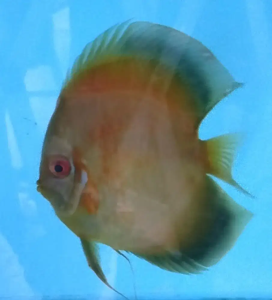 Discus san merah hybrid short body