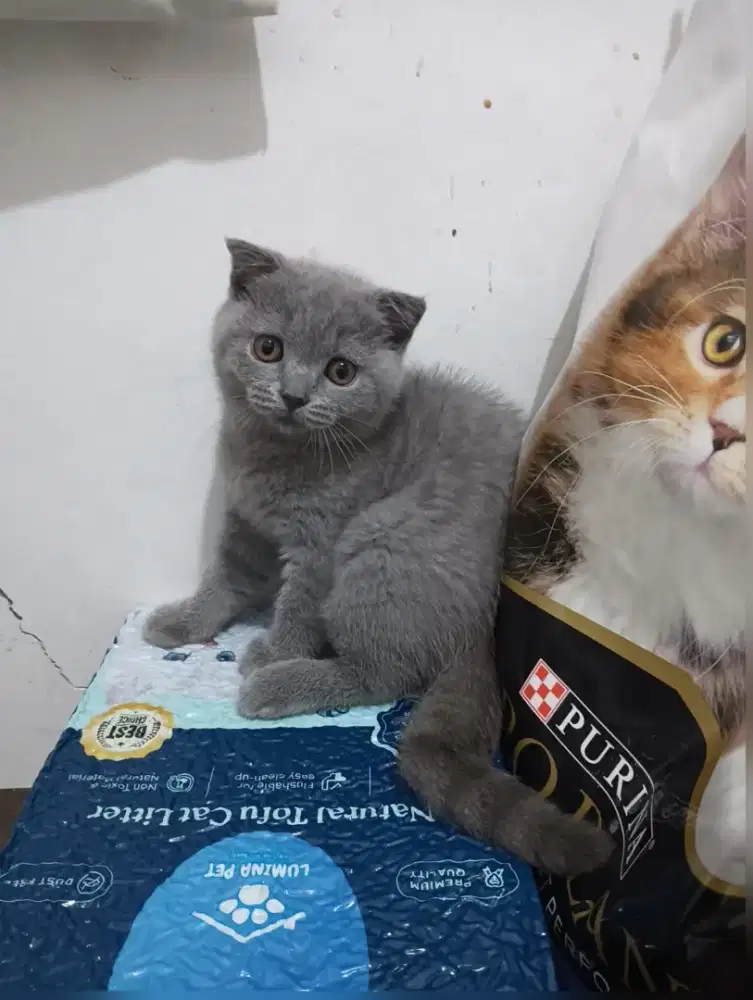 Kucing bsh sf scotish fold betina blue solid