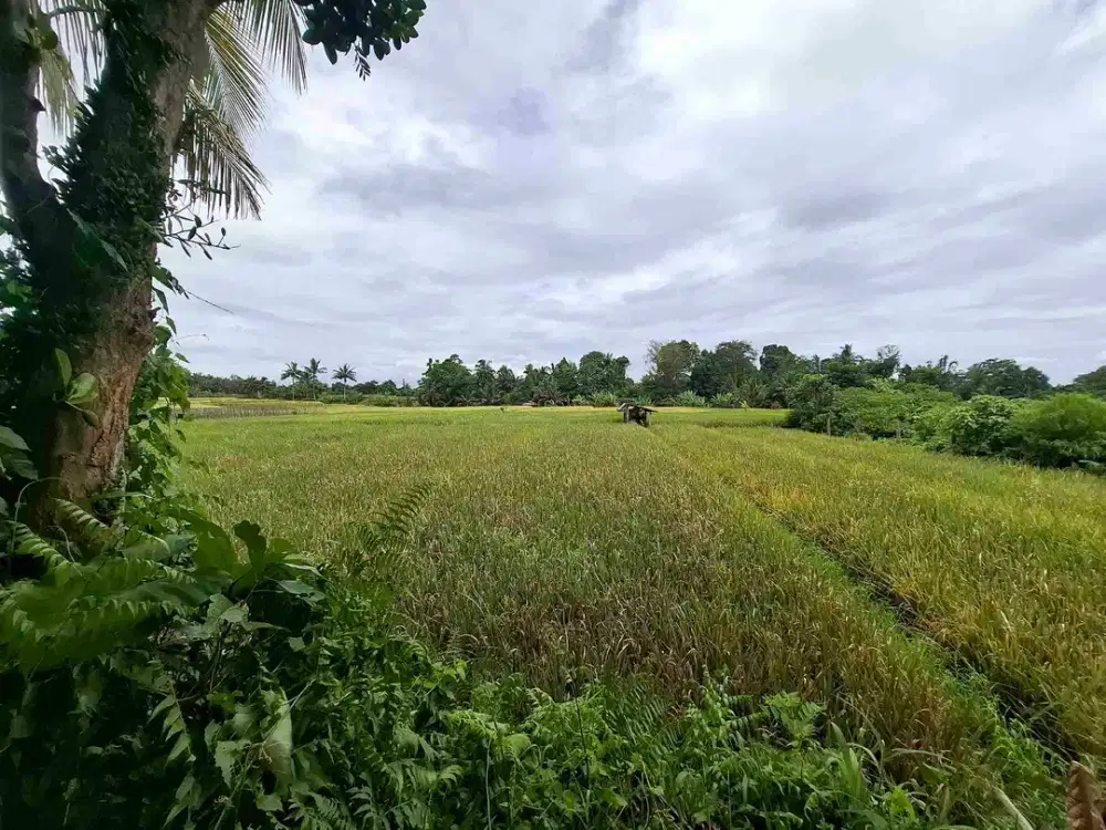 tanah luasan kecil view sawah dapat akses jalan utama penebel