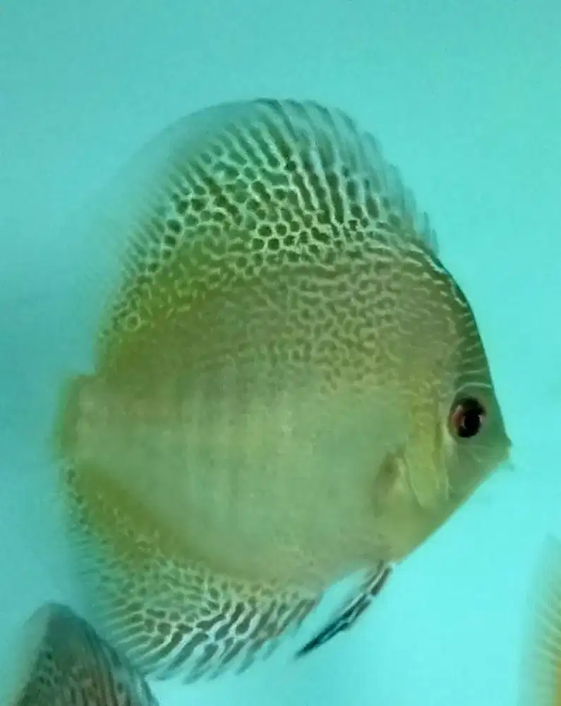 Discus king Viper