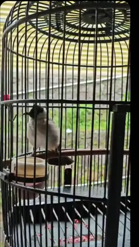 Kutilang jinak Sehat