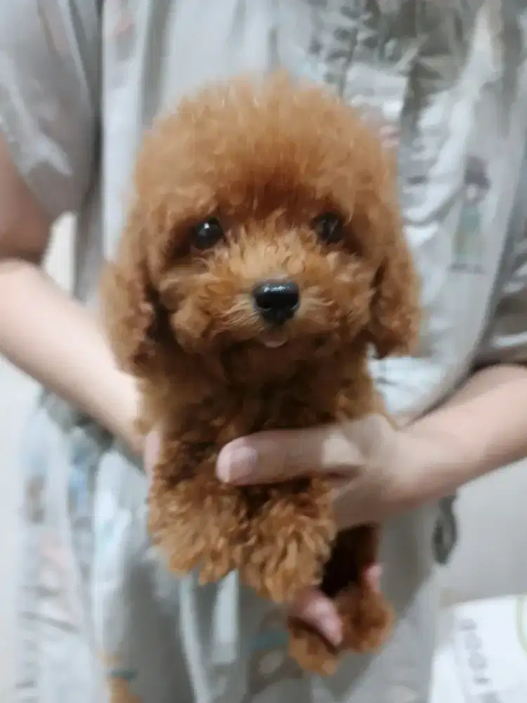 Toy Poodle (Puppy)