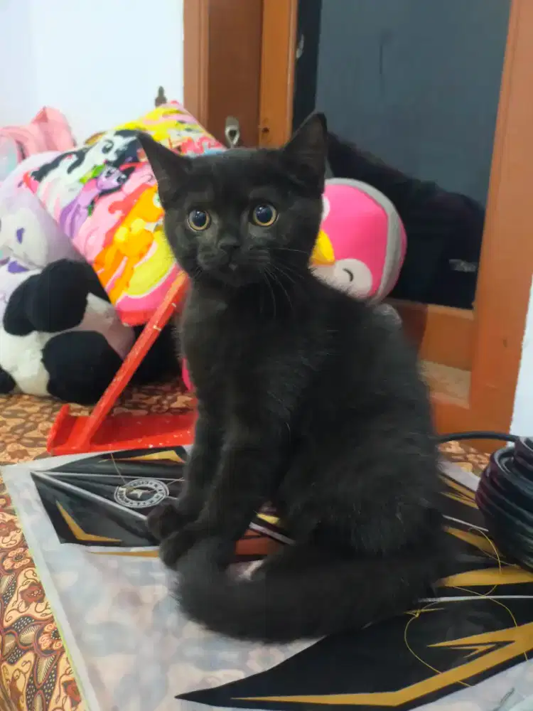 Kucing bsh hitam solid British shorthair