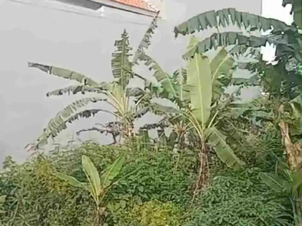 dijual tanah 2,35 are 550 juta per are dekat politehnik jimbaran Kuta Selatan Badung Bali