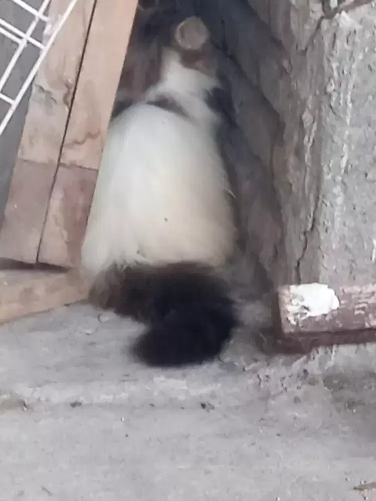 Anakan kucing peaknose