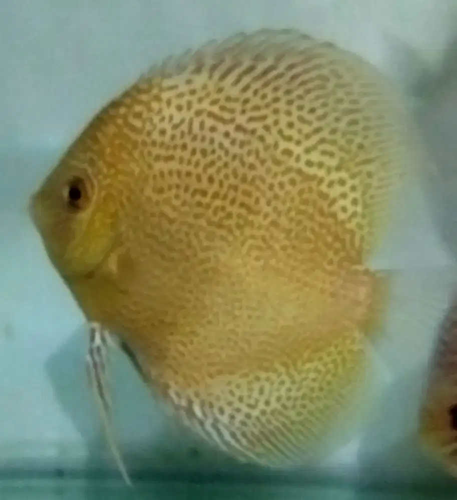 Discus super king viper