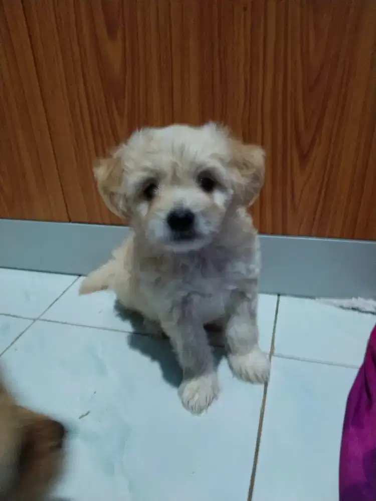 Anjing Ras Kecil ( 2 bulan)