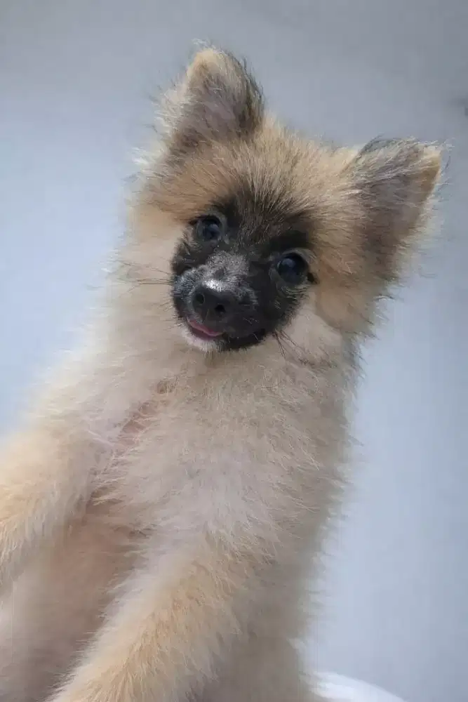 Pomeranian anakan usia 3 bulan