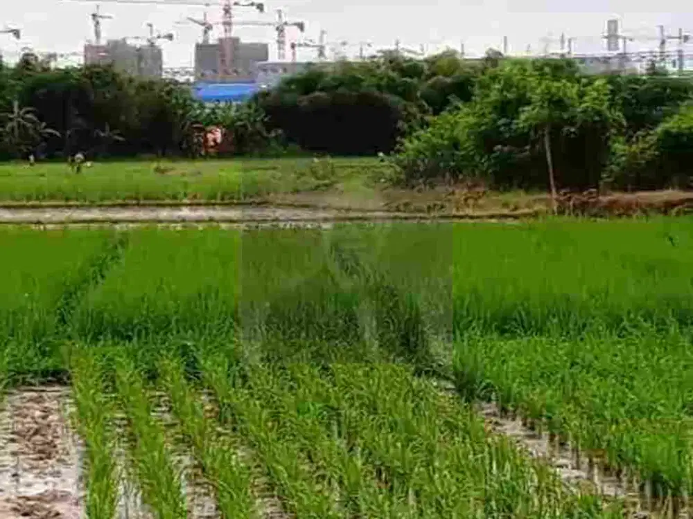 Tanah Sawah di Subang, cocok untuk Industri