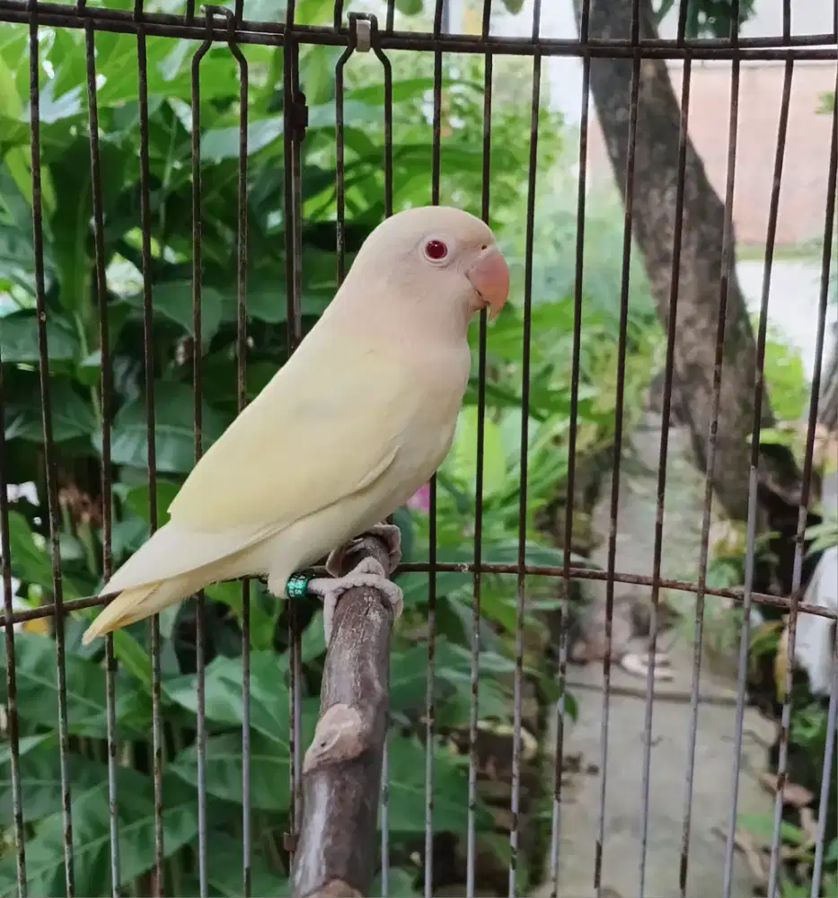 Lovebird biola aqua ino MM blue2