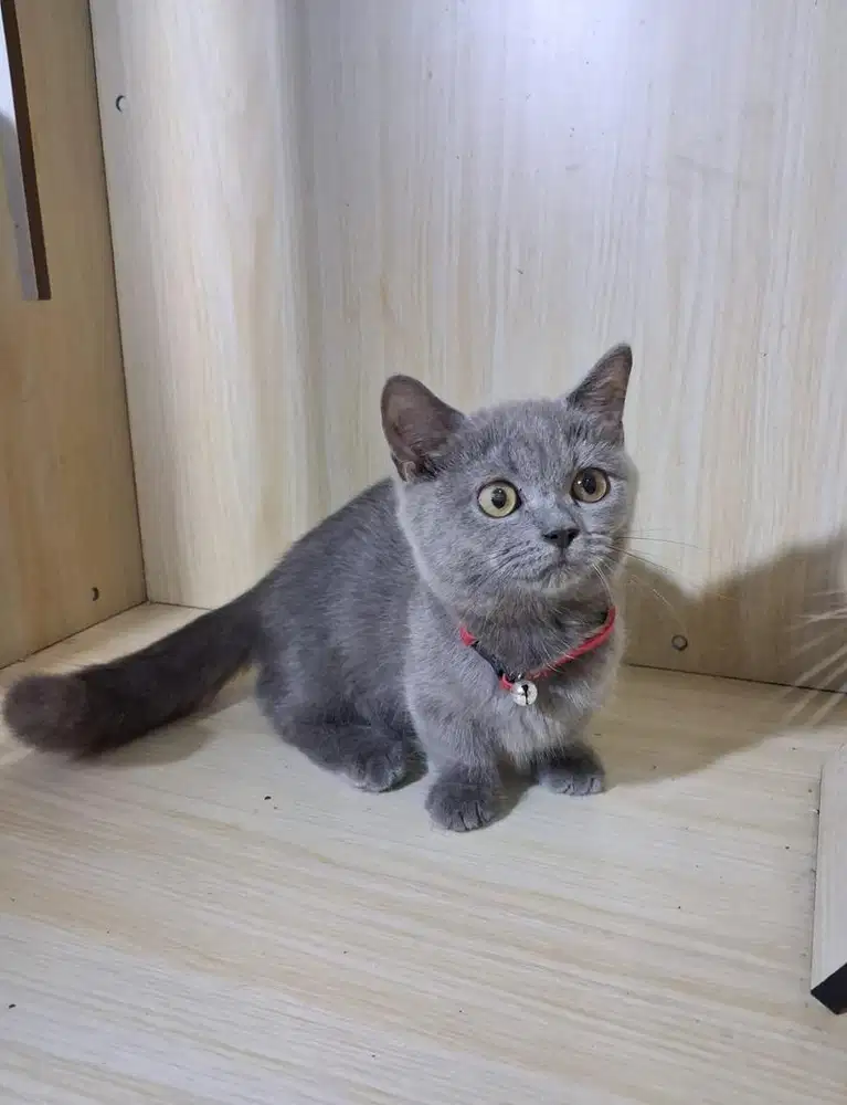 OPEN ADOP KUCING BSH MUnchkin