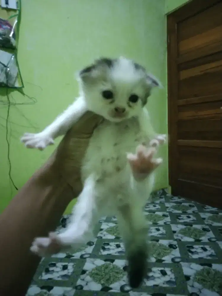 Persia mix British usia 3 Minggu jantan keduanya