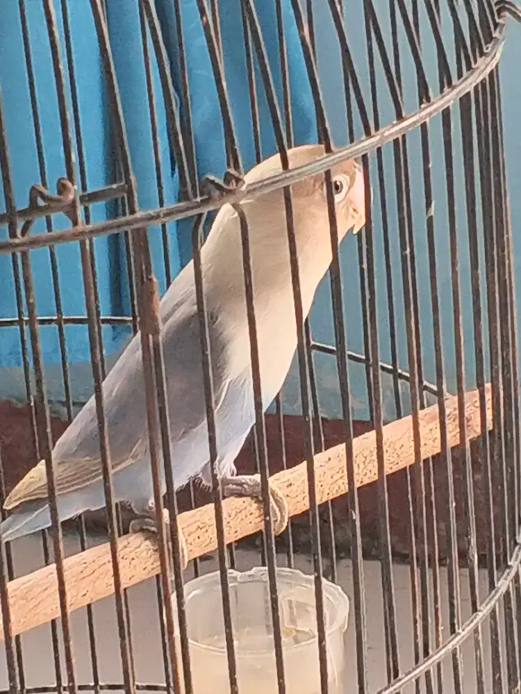 Jual love bird burja