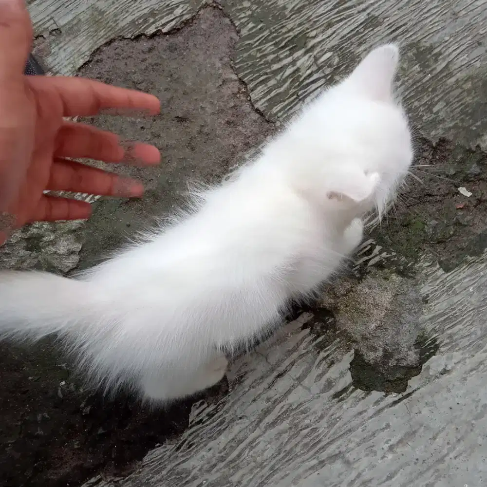 Persia mixdome Ode eye