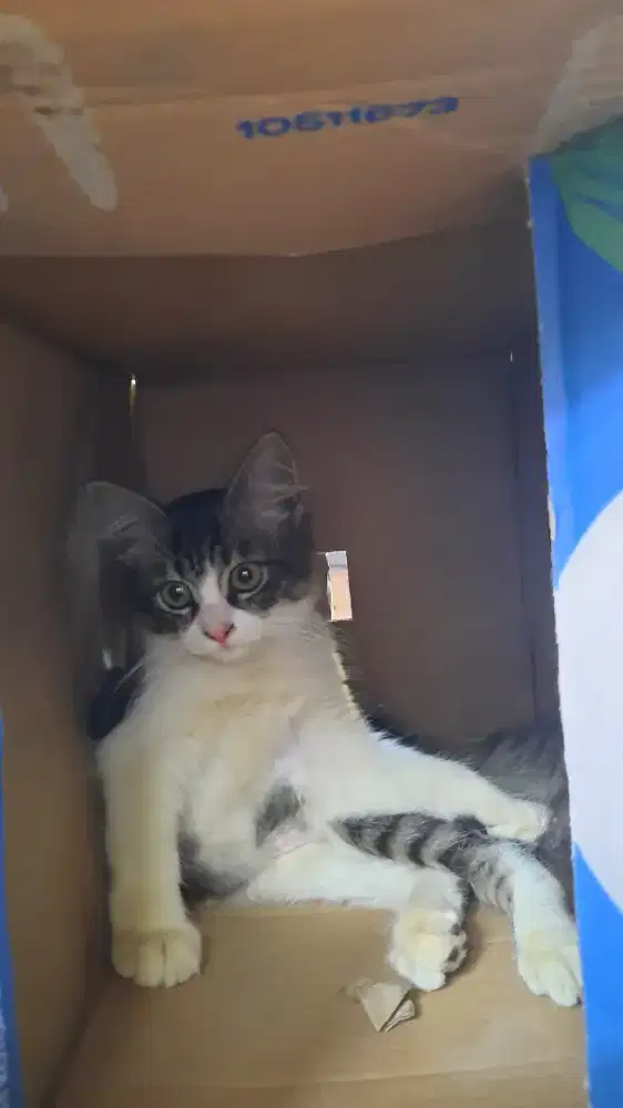 Cari pekerjaan jaga anjing atau kucing