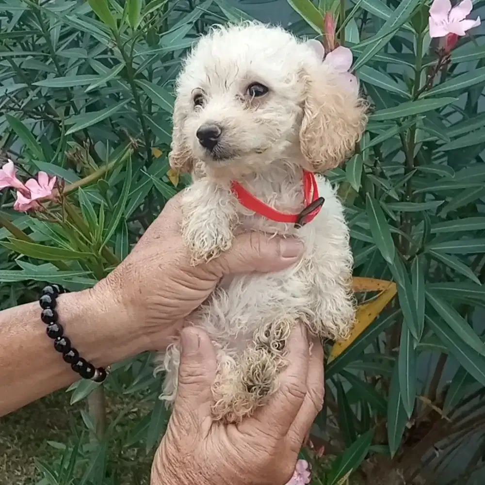 Puppy tiny toy poodle betina