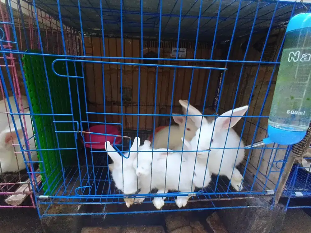 Jual anak² kelinci