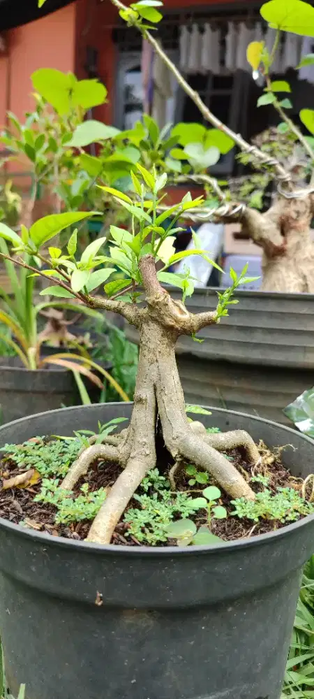 Bahan bonsai anting putri