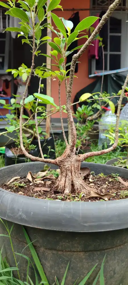 Bahan bonsai kimeng