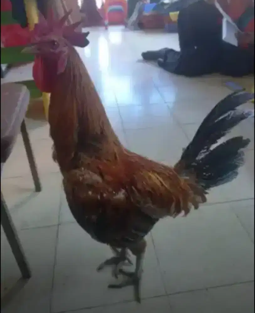 Jual Ayam Pelung Kampung