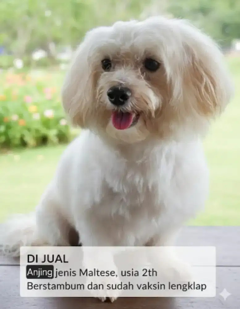 Dijual Anjing Maltess