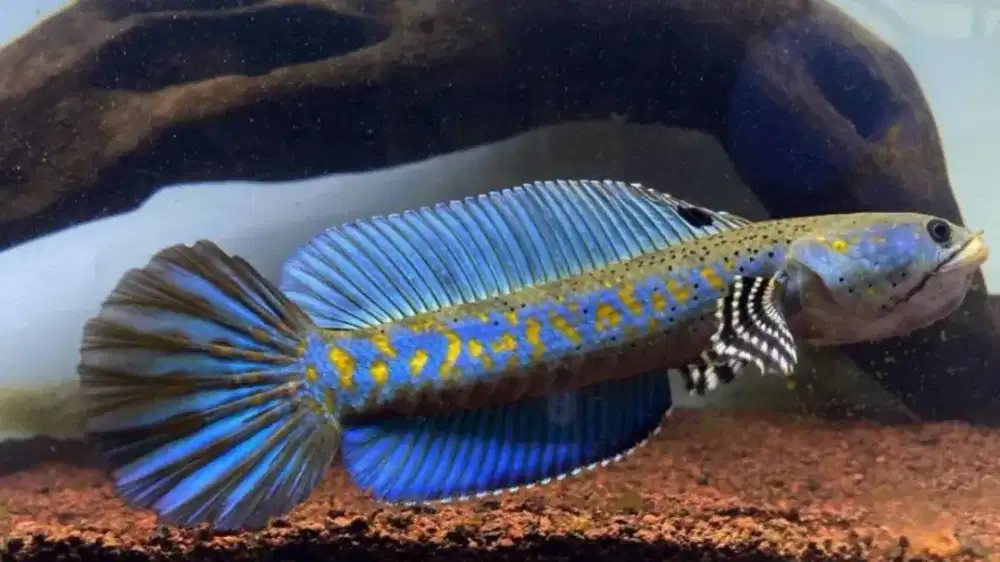 Ikan chana blue pulchra bahan premium