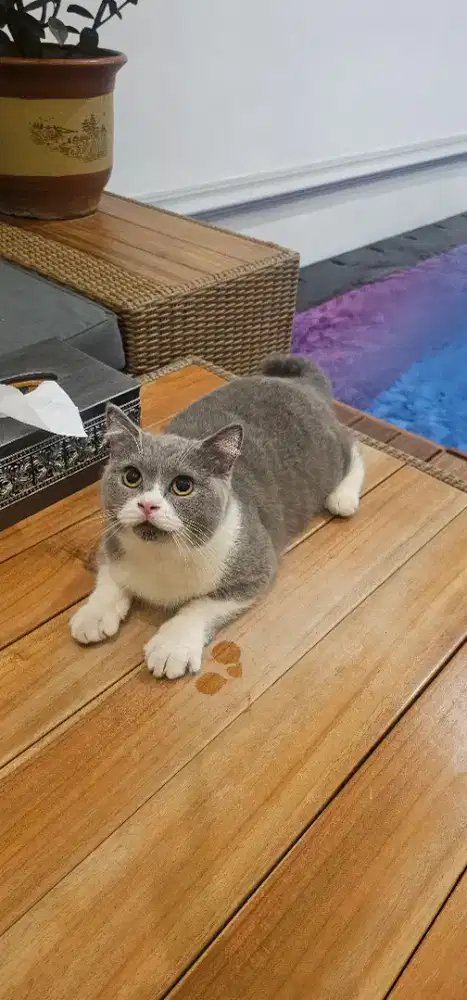 OPEN ADOPT KITTEN BSH PEDIGREE BERMAHAR