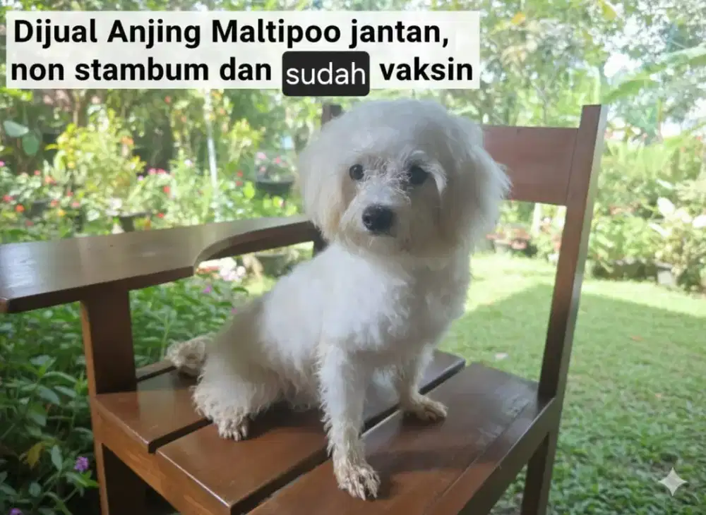 Dijual Anjing Maltipo