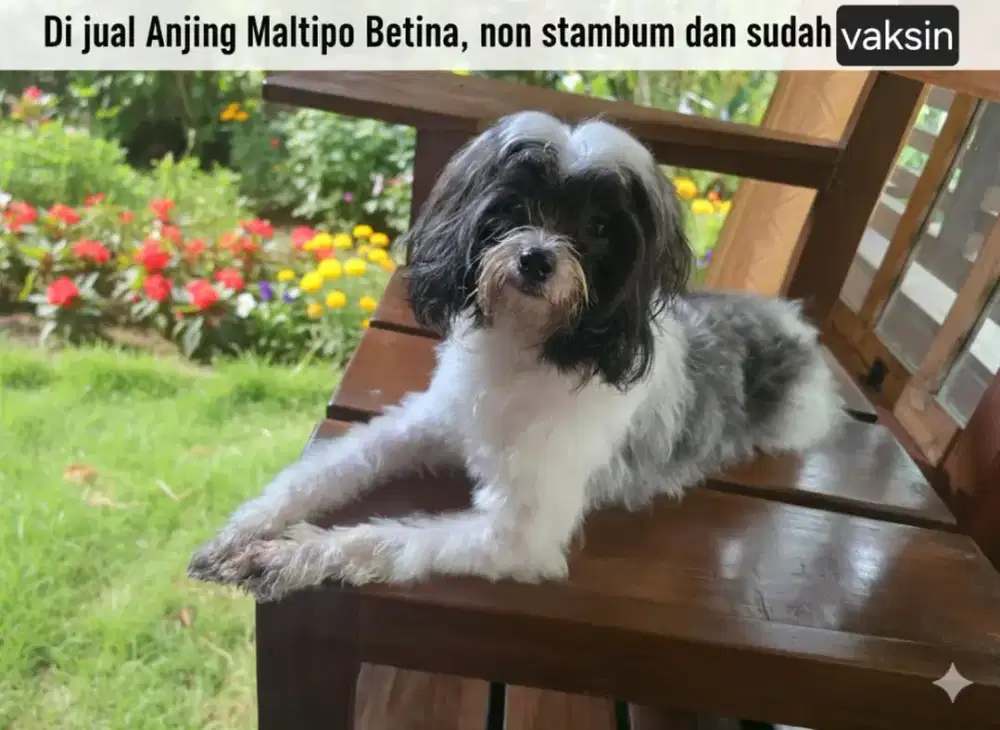 Dijual anjing maltipo