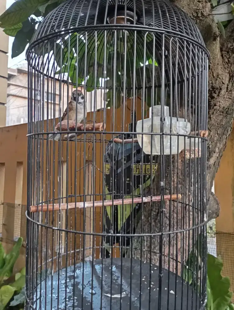 Burung Fullset gereja