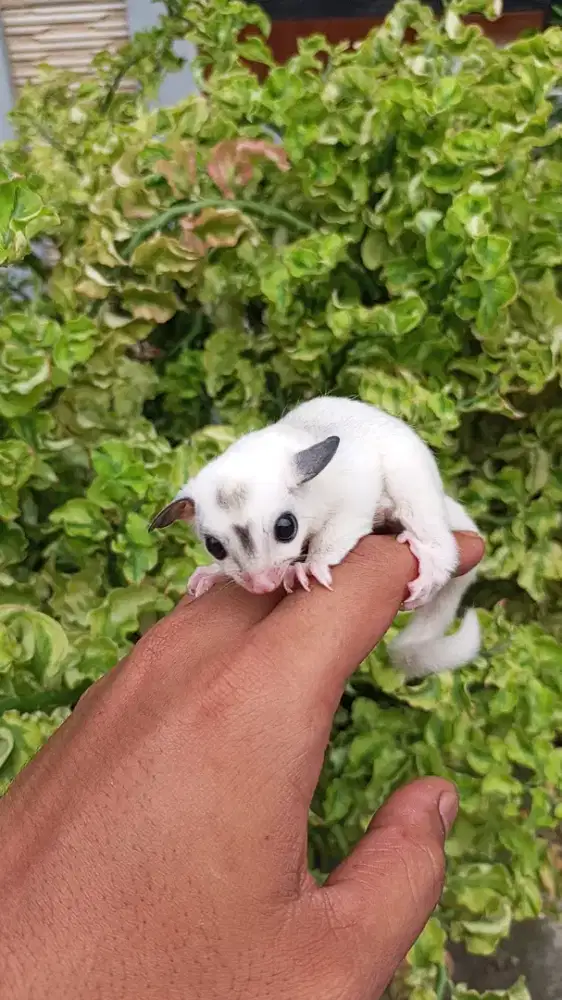 Sugar Glider Platmoz Jantan