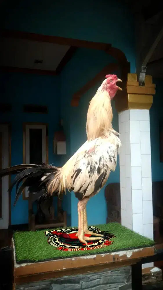 Ayam jago pama kuda lari