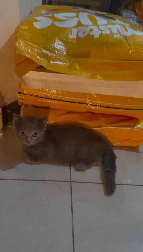 Bsh munchkin jantan kitten