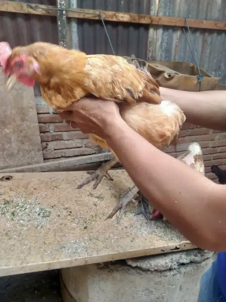 Dijual Ayam ulu